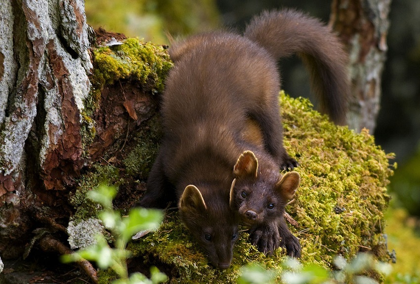 850x576, 270 Kb / чернобыль,песцы