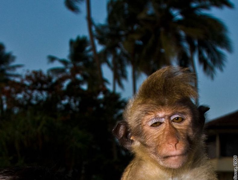 790x597, 51 Kb / пьяная, обезьяна