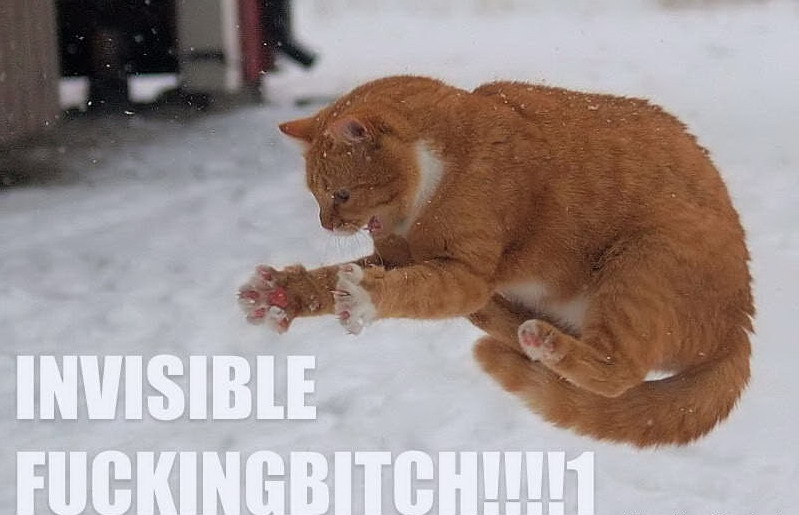 799x515, 84 Kb / кот, снег