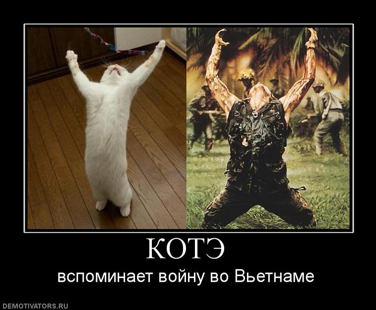 760x627, 67 Kb / котэ, война