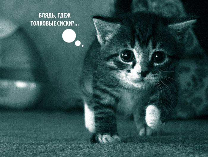 700x528, 131 Kb / котёнок крадётся