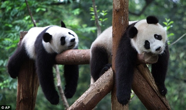 634x374, 58 Kb / жара, панда, панды, бревно