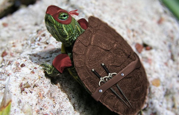 623x401, 76 Kb / ниндзя, черепаха