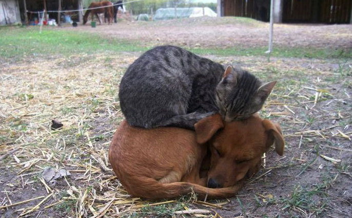 686x424, 115 Kb / кот, пес