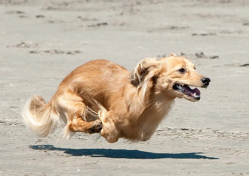 1023x721, 202 Kb / собака, полет