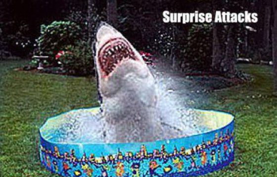 560x357, 77 Kb / акула, бассейн