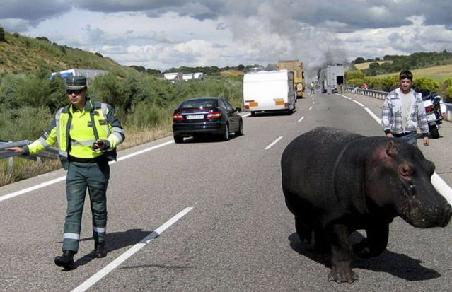 639x413, 86 Kb / бегемот, полиция