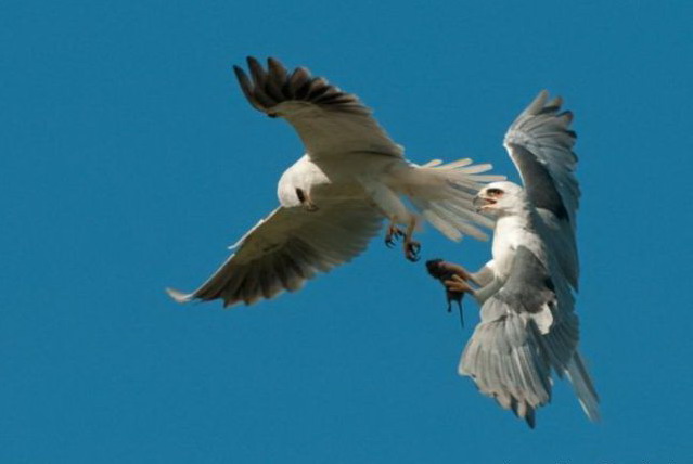 639x428, 35 Kb / птицы, еда