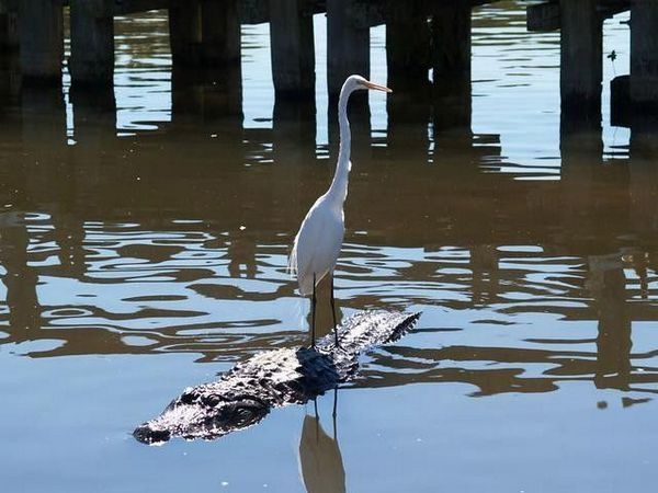 600x450, 48 Kb / аист, крокодил