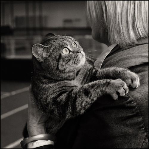 500x500, 144 Kb / пырится