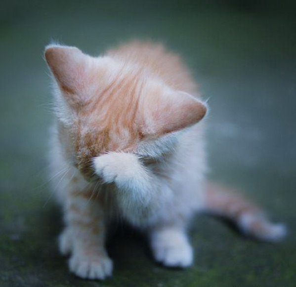 599x581, 50 Kb / котенок