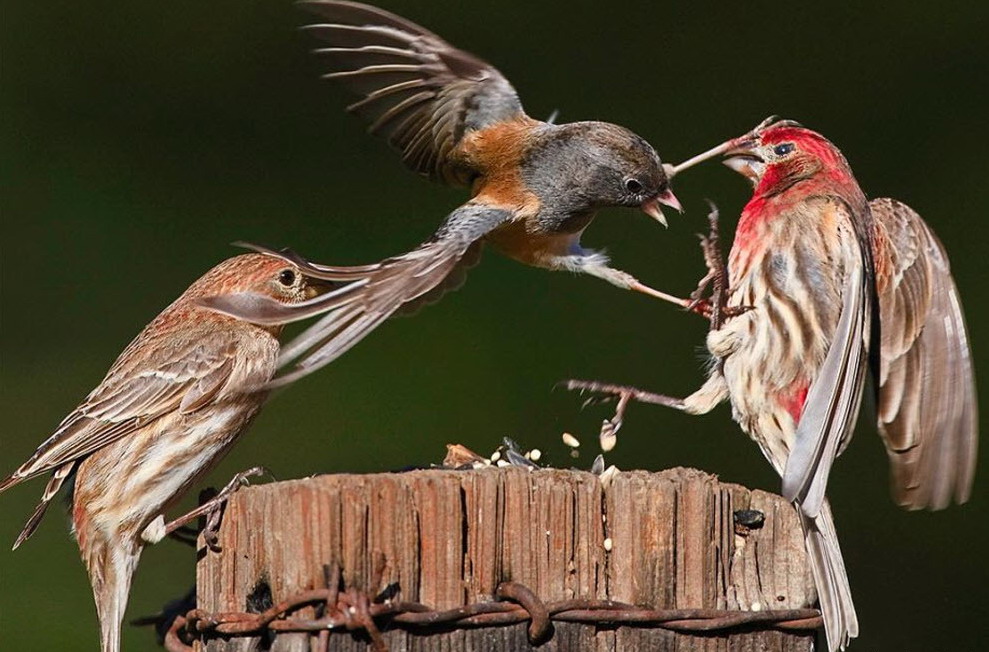 989x652, 171 Kb / драка, птицы