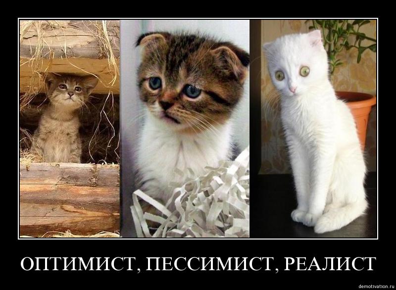 800x586, 70 Kb / оптимист, пессимист, реалист, кот, коты, демотиватор