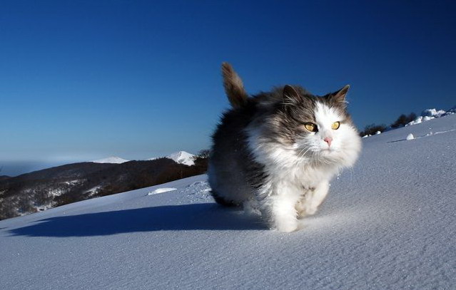 639x407, 60 Kb / кот, снег