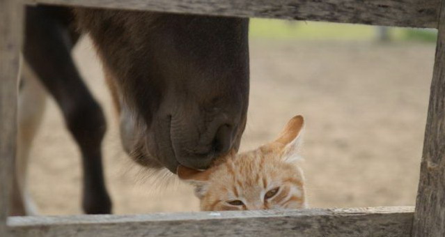 639x340, 39 Kb / кот, лошадь