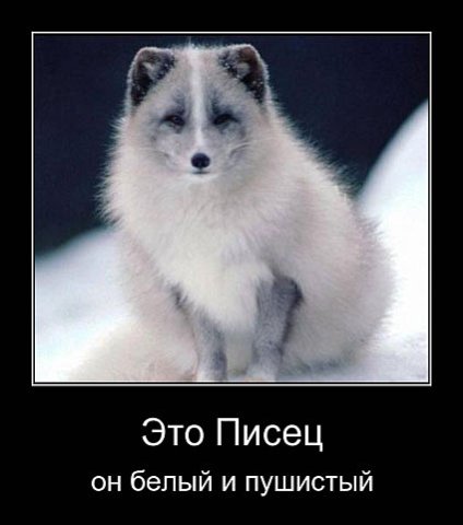 424x480, 27 Kb / писец, песец