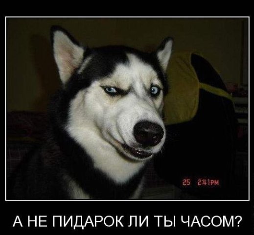 519x480, 32 Kb / хаски, демотиватор, пидорок