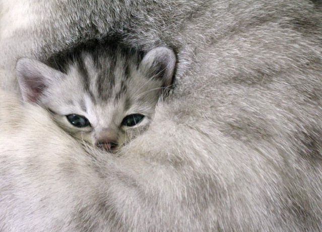 639x461, 106 Kb / котенок