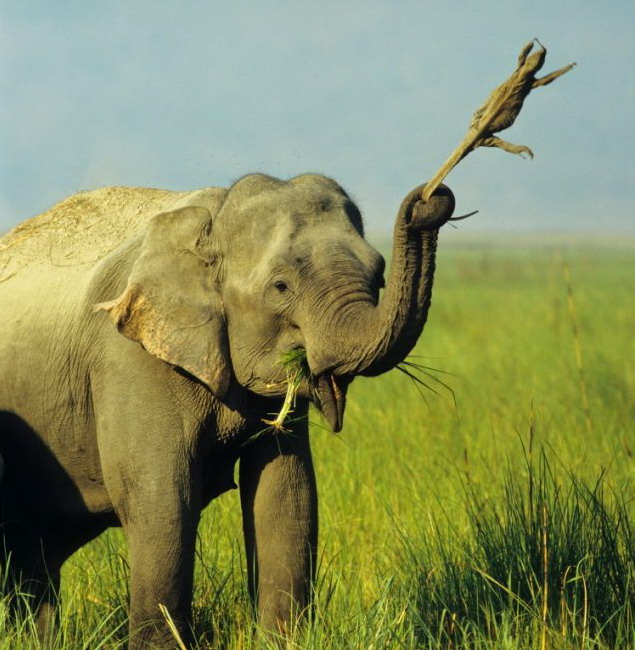 635x650, 117 Kb / слон, варан, трава