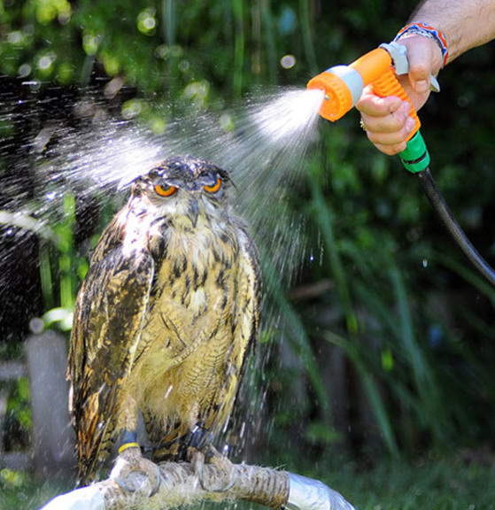 559x576, 106 Kb / сова, душ, вода