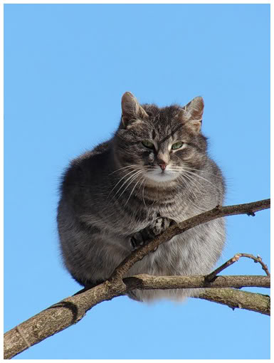 385x510, 35 Kb / кот, ветка