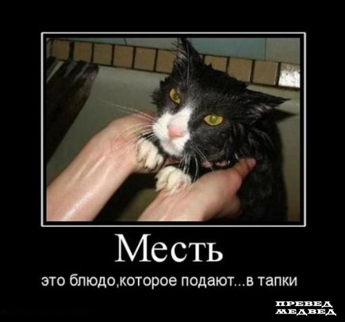 500x466, 30 Kb / демотиватор, кот, месть, тапки