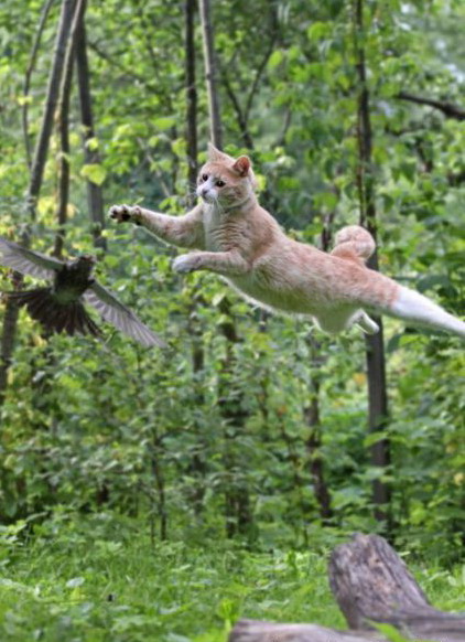 422x582, 93 Kb / кот, птица