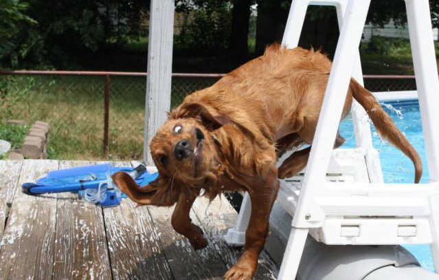 639x407, 83 Kb / пес, бассейн