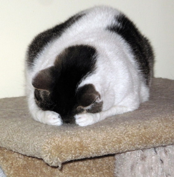 559x569, 87 Kb / кот