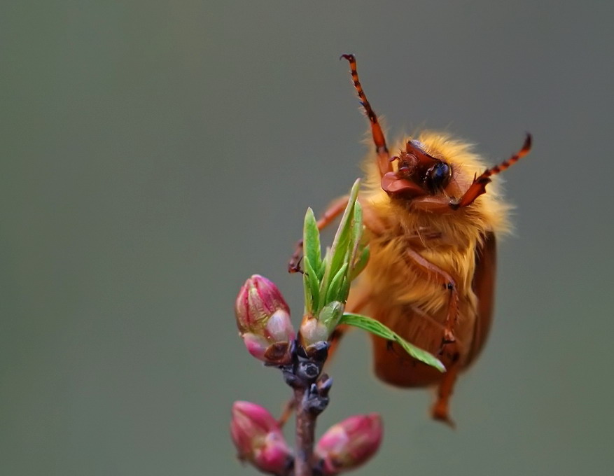 877x680, 77 Kb / цветок, насекомое