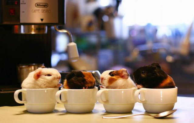 639x406, 52 Kb / хомяки, чашки