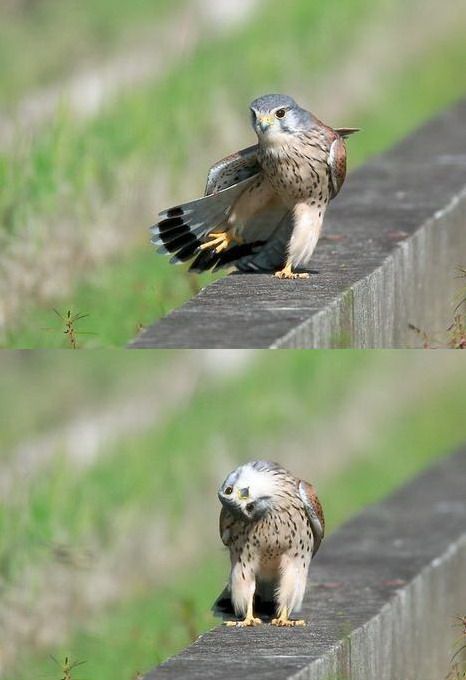 466x680, 64 Kb / сокол