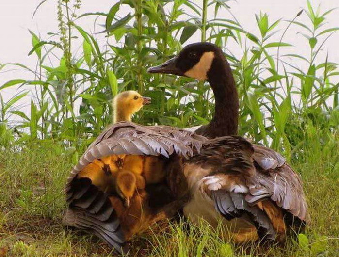 699x530, 149 Kb / утка, утяты, крыло