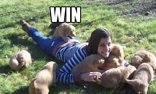 502x304, 86 Kb / девушка, щенки