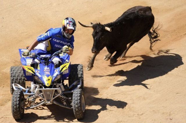 640x425, 67 Kb / квадроцикл, бык, пустыня