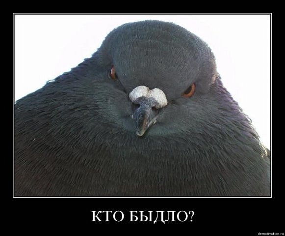 581x480, 37 Kb / быдло, голубь