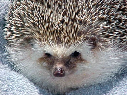 440x330, 58 Kb / еж, манул