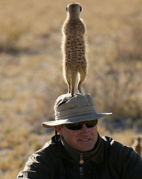 462x580, 40 Kb / суслик, сурикат, шляпа