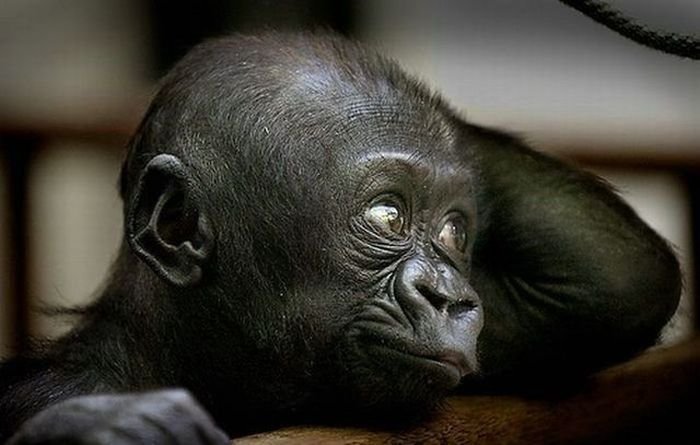 700x445, 49 Kb / обезьяна