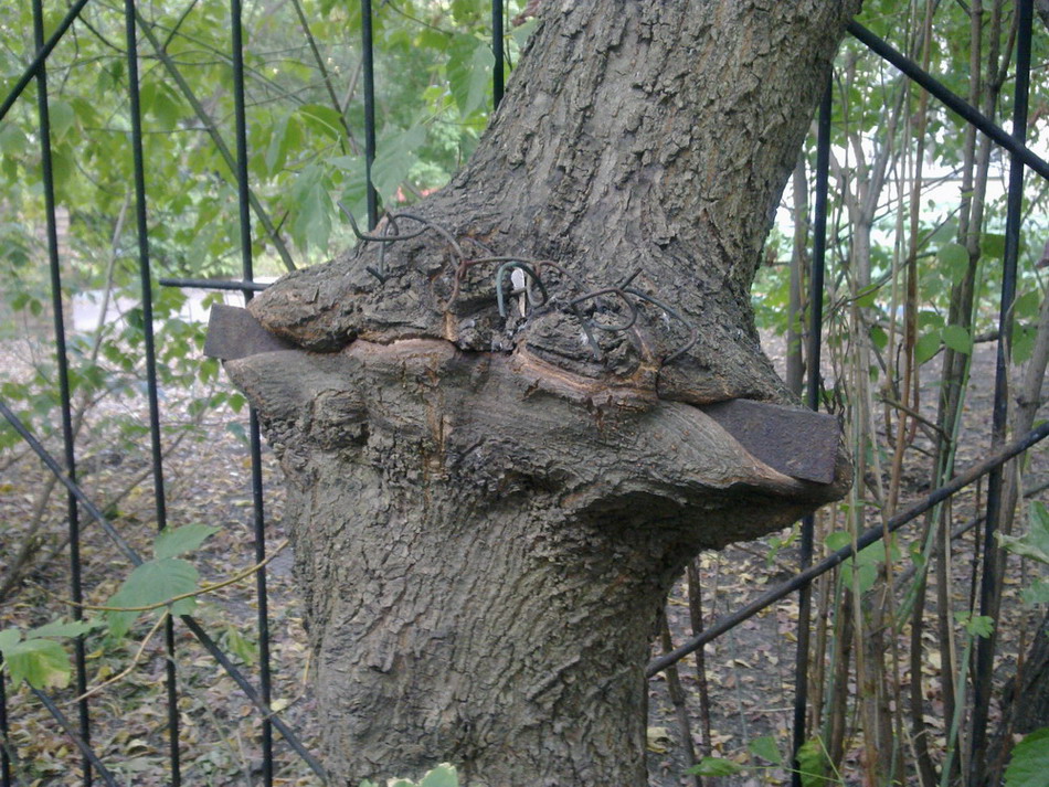 950x713, 281 Kb / дерево, забор