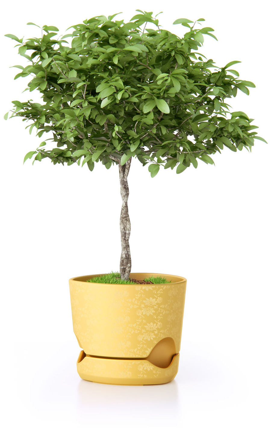 900x1423, 290 Kb / куст, плетенка, дерево