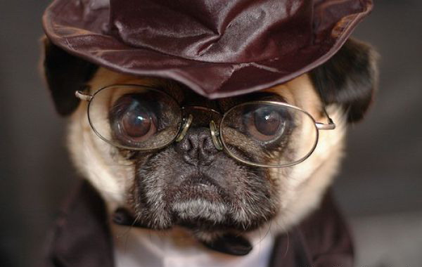 600x380, 41 Kb / собака, шляпа