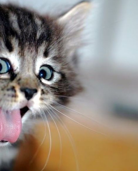 470x580, 49 Kb / кот