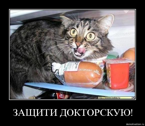 580x504, 55 Kb / колбаса, кот, йогурт, холодильник, демотиватор