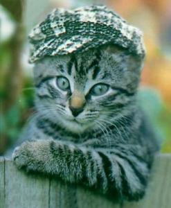 247x300, 14 Kb / кепка, кот