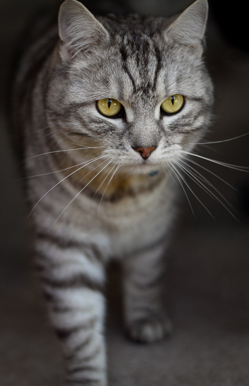 827x1280, 173 Kb / котэ