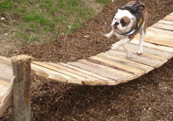 600x419, 81 Kb / собака, мост