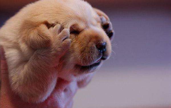 600x381, 31 Kb / щенок