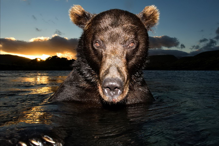 900x600, 211 Kb / медведь