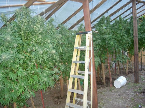 600x450, 78 Kb / парник, ганджубас, лестница